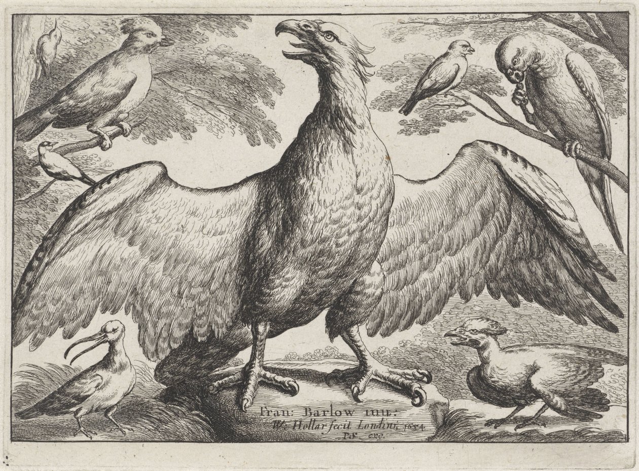 Örn Olika fåglar (serietitel) av Wenceslaus Hollar