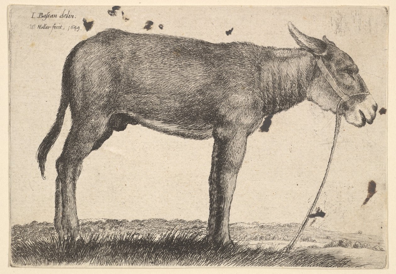 Åsnan, 1649. av Wenceslaus Hollar