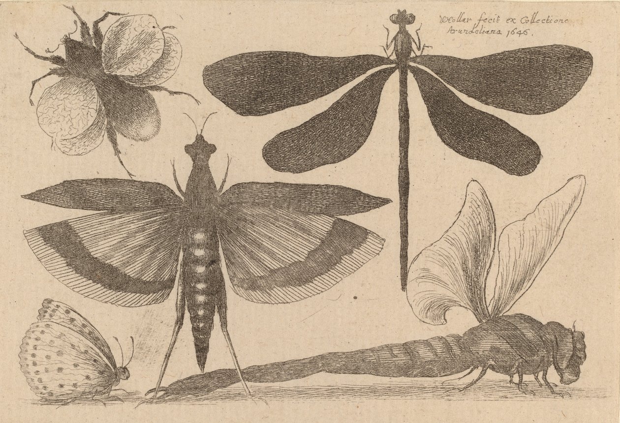 Sländor och en humla, 1646. av Wenceslaus Hollar