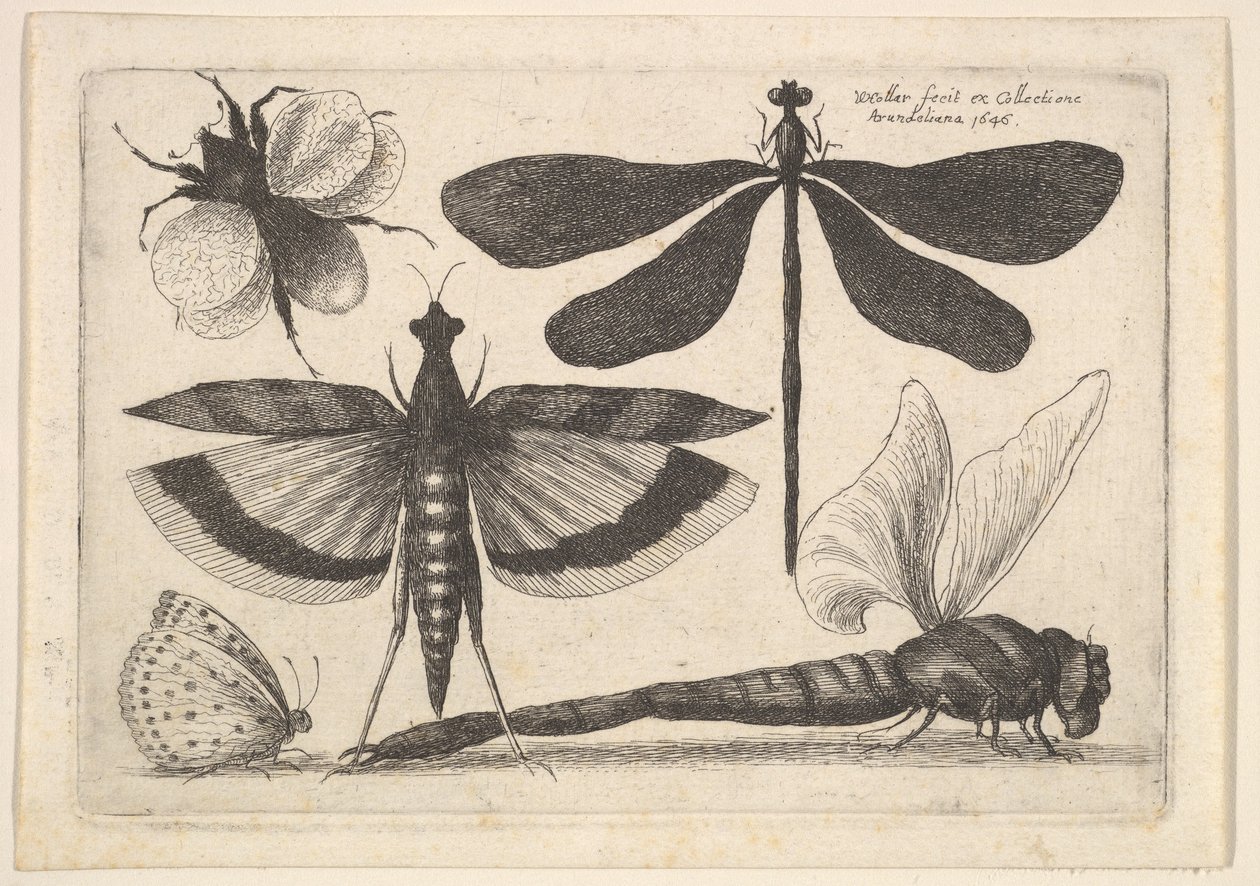 Sländor och en humla, 1646. av Wenceslaus Hollar