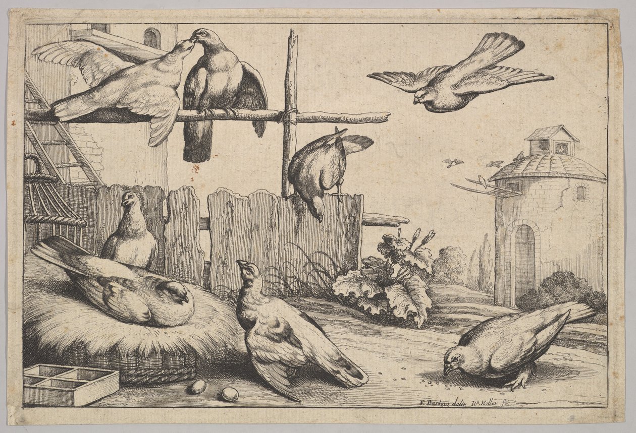 Åtta duvor, 1625-77. av Wenceslaus Hollar