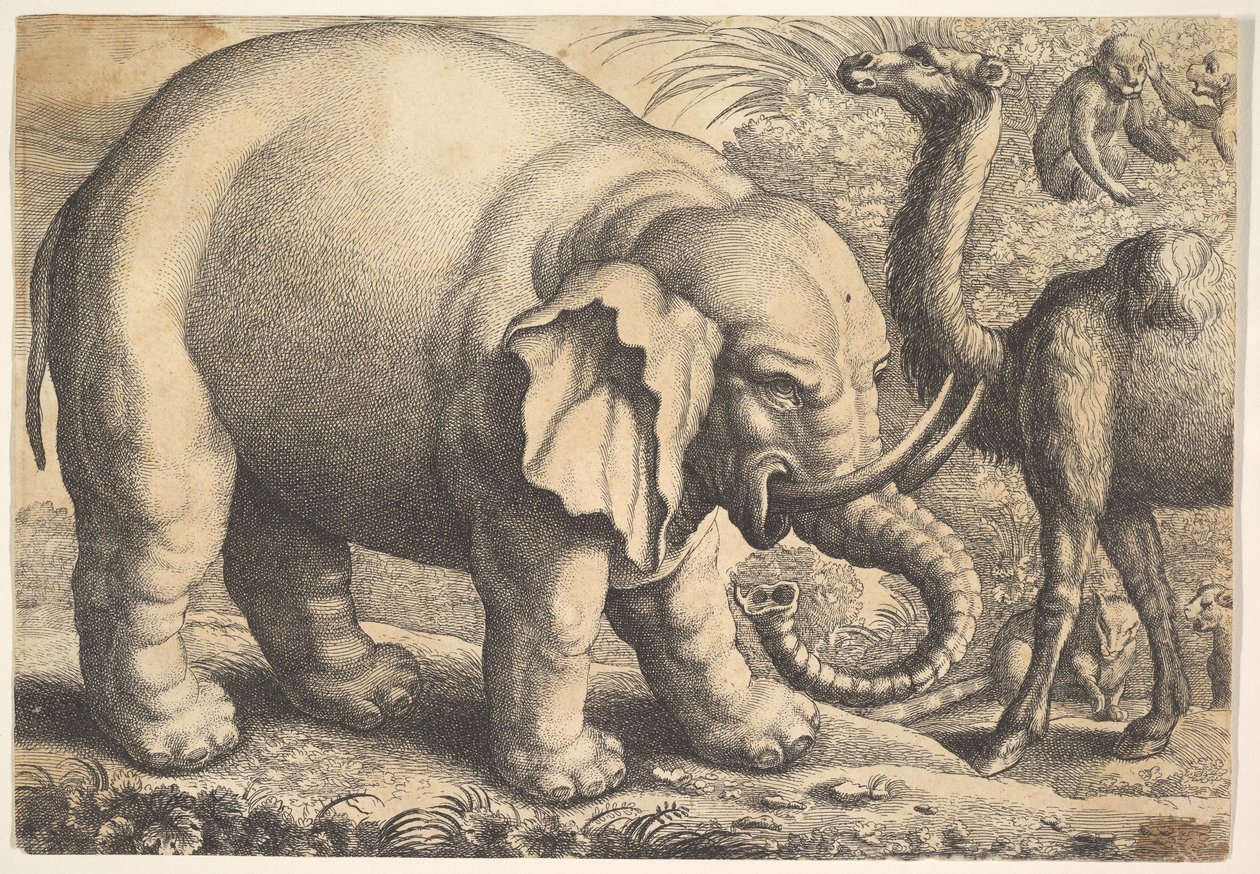 Elefant och kamel, 1600-talet. av Wenceslaus Hollar