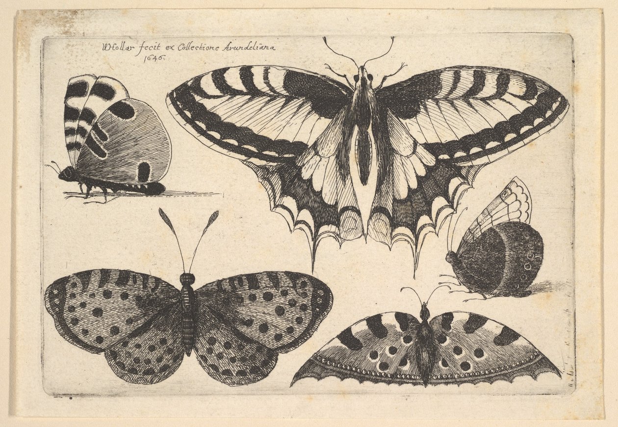 Fem fjärilar, 1646. av Wenceslaus Hollar