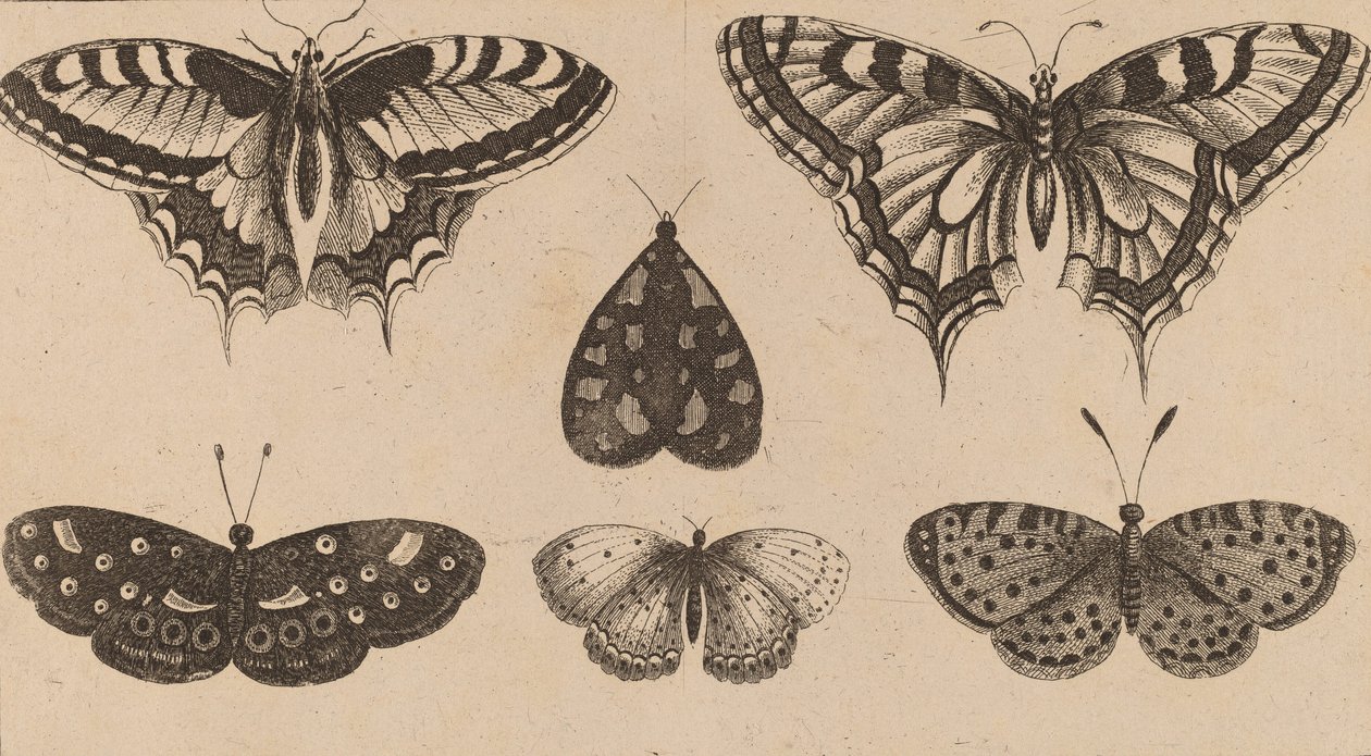Fem fjärilar och en mal. av Wenceslaus Hollar