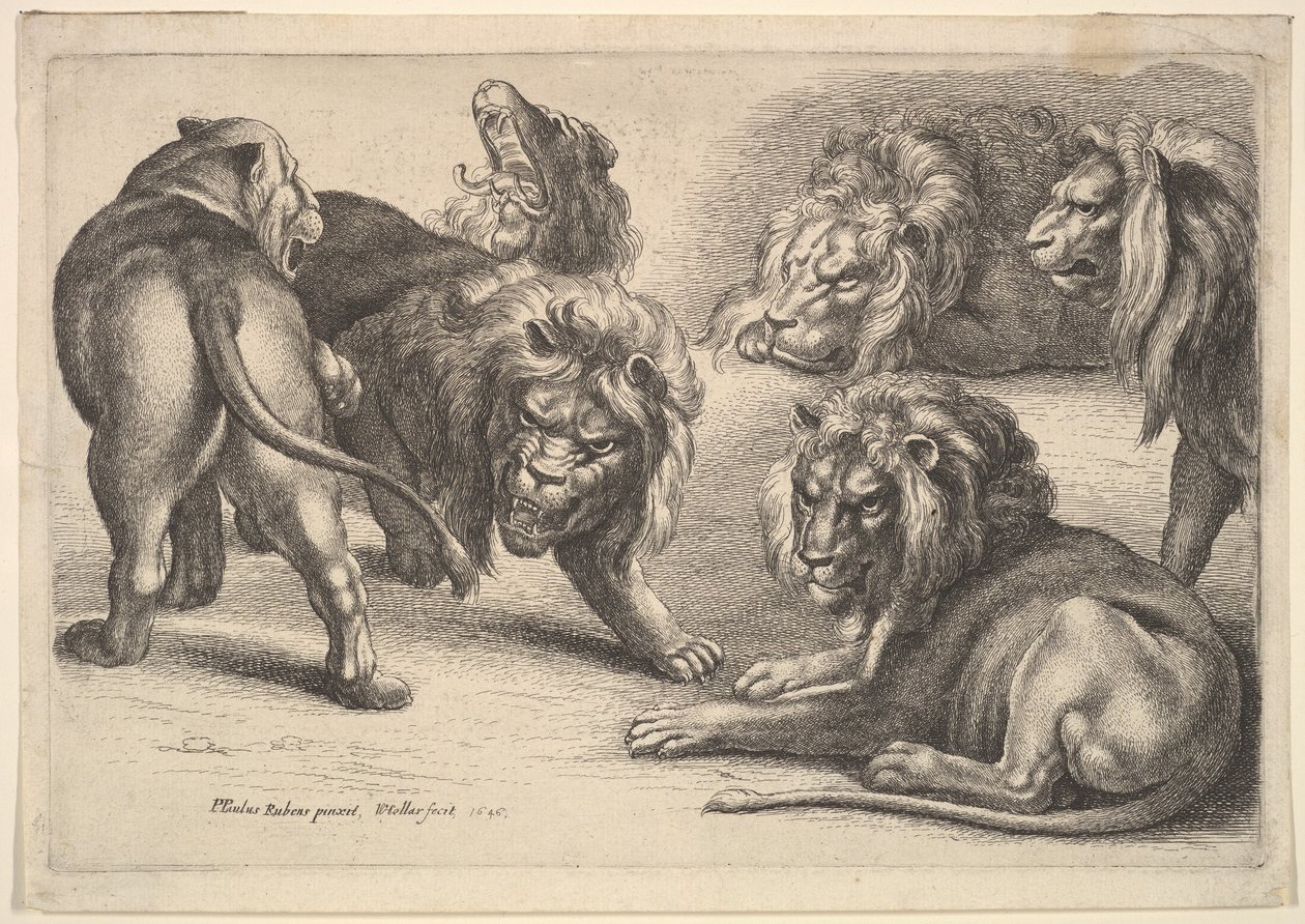 Fem lejon och en lejoninna, 1646. av Wenceslaus Hollar