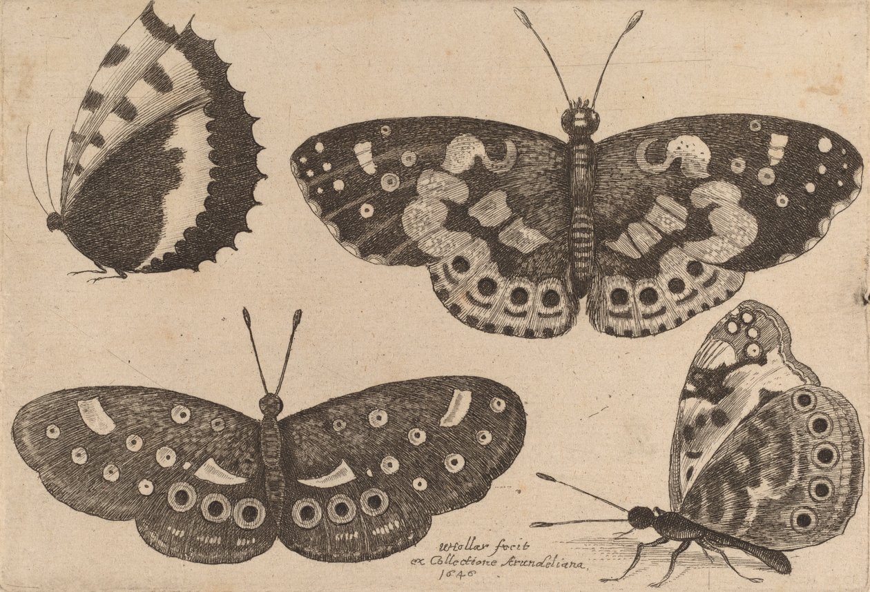 Fyra fjärilar, 1646. av Wenceslaus Hollar