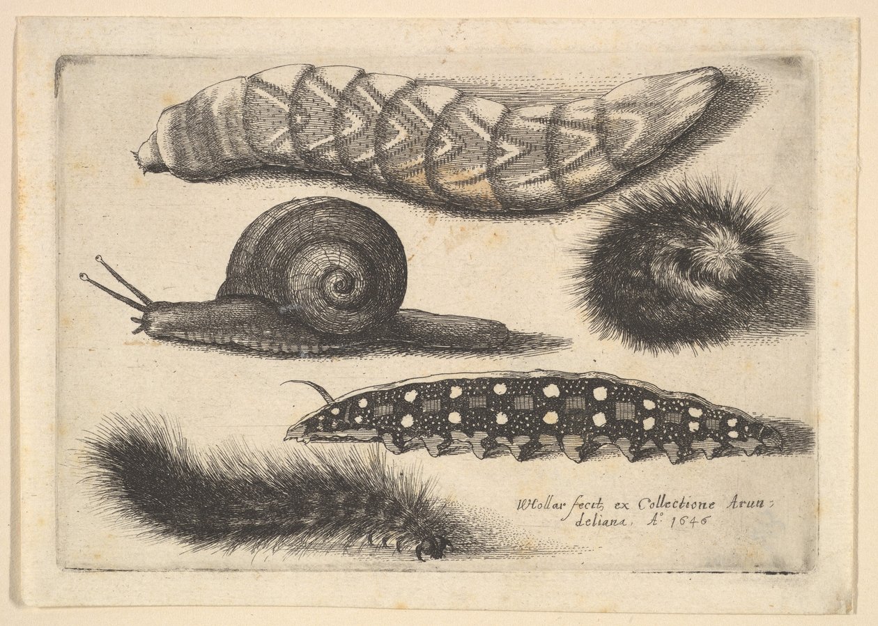 Fyra larver och en snigel, 1646. av Wenceslaus Hollar