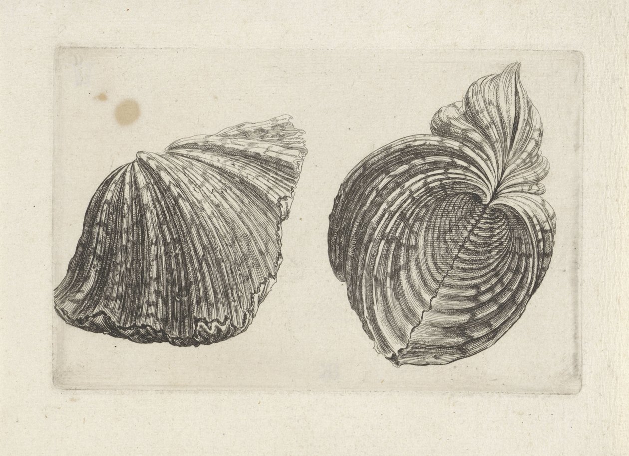 Skal, flodhäst flodhäst Skal (serietitel) av Wenceslaus Hollar