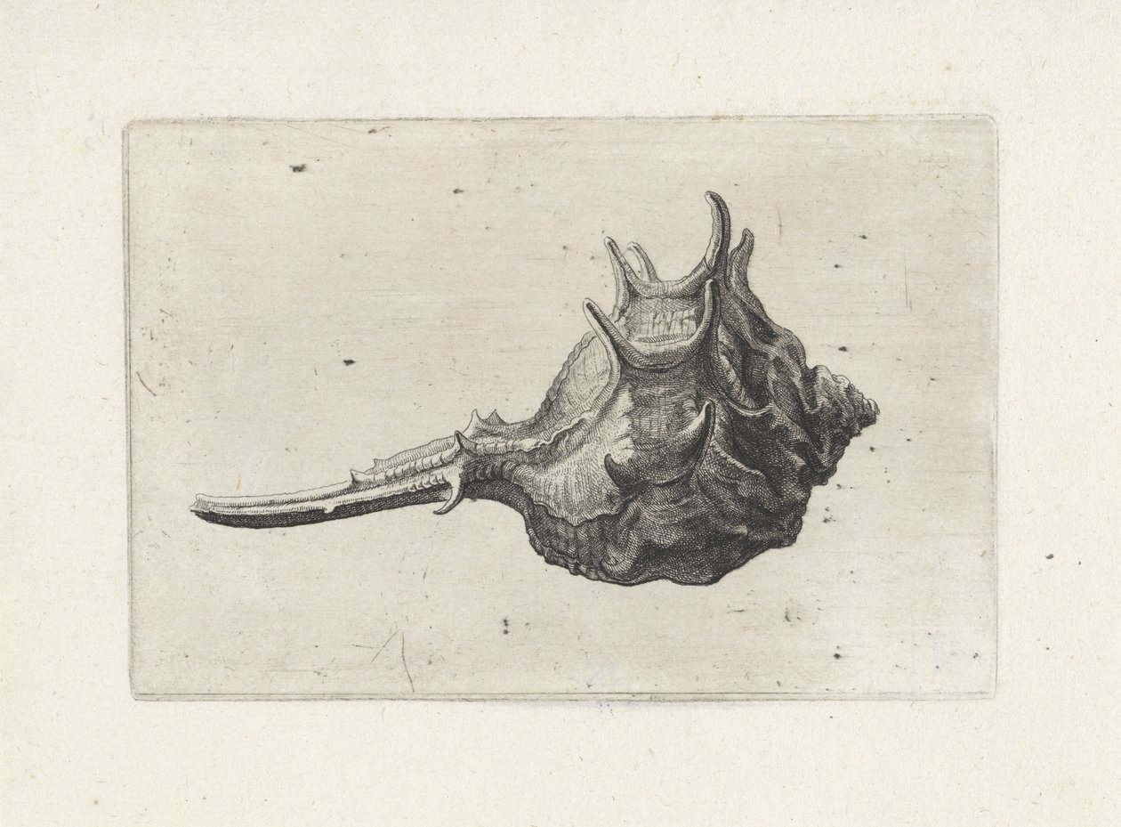 Skal, murex brevispina Skal (serietitel) av Wenceslaus Hollar