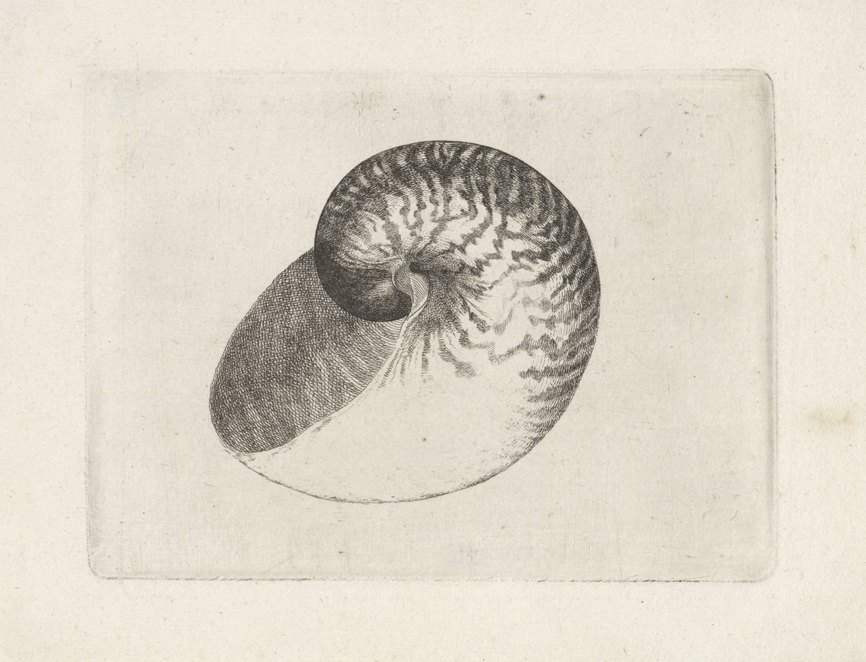 Skal, nautilus pompilius Skal (serietitel) av Wenceslaus Hollar