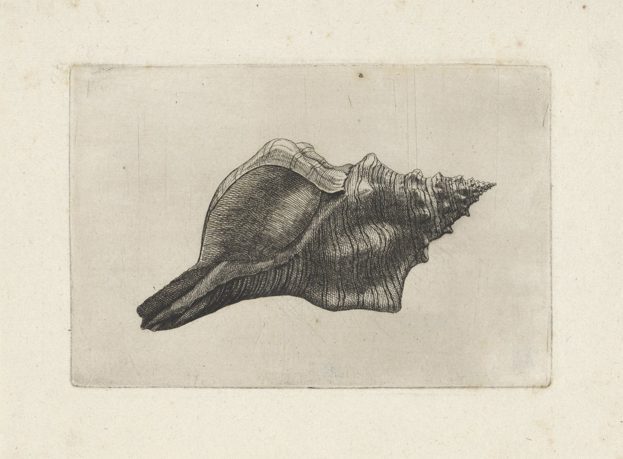 Skal, pleuroploca trapezium Skal (serietitel) av Wenceslaus Hollar