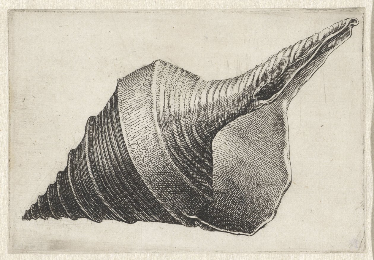 Skal, syrinx aruanus Skal (serietitel) av Wenceslaus Hollar