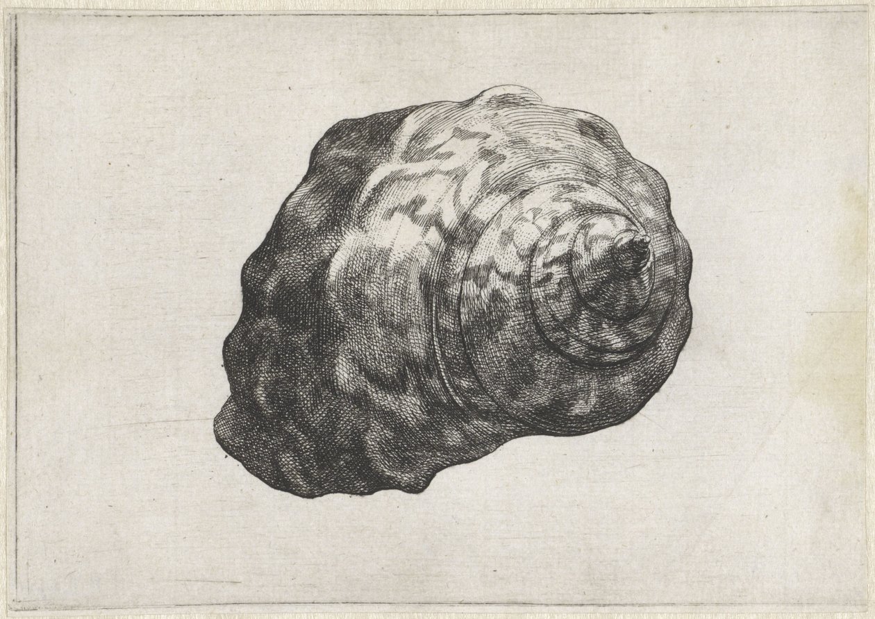 Skal, turbo sarmaticus Skal (serietitel) av Wenceslaus Hollar