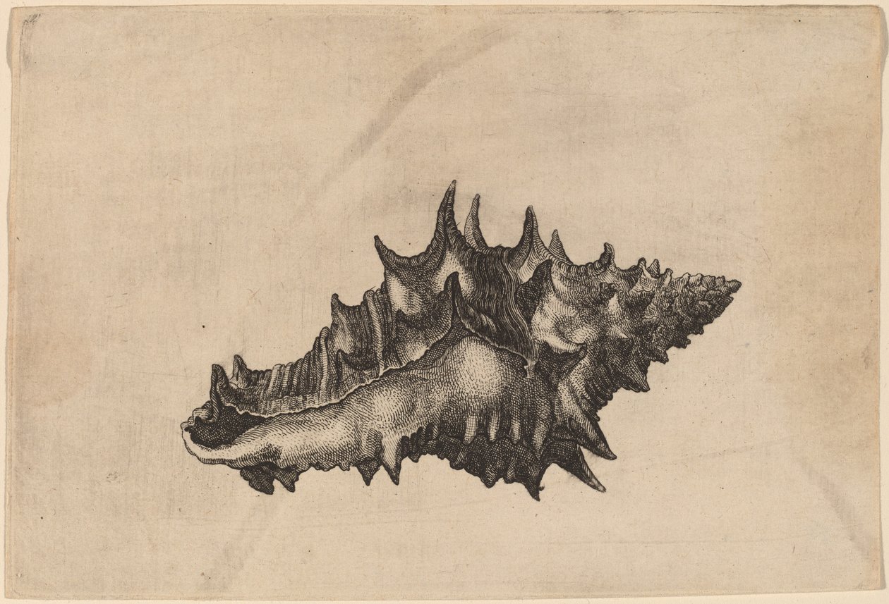 Skal (Vasum ceramicum) av Wenceslaus Hollar
