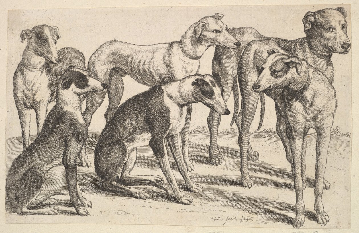 Sex hundar, 1646. av Wenceslaus Hollar