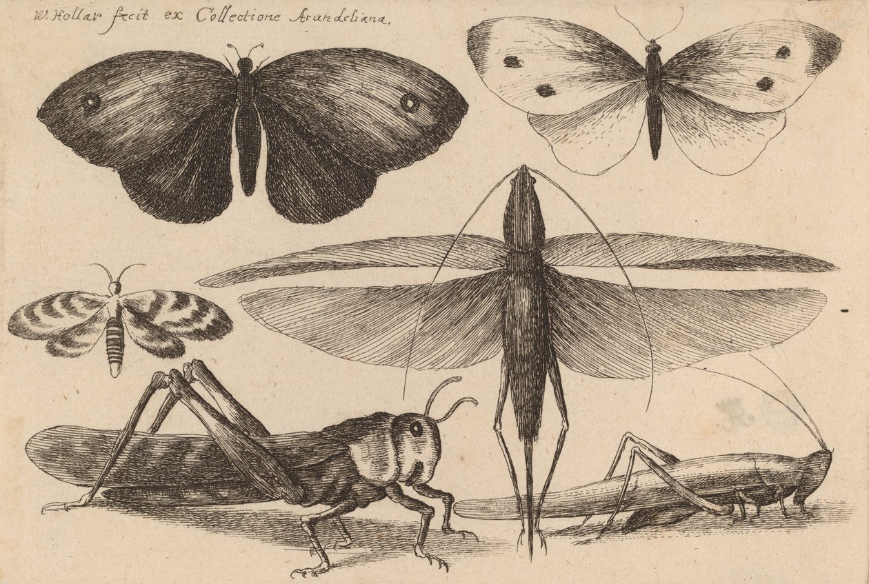 Sex insekter, 1646. av Wenceslaus Hollar