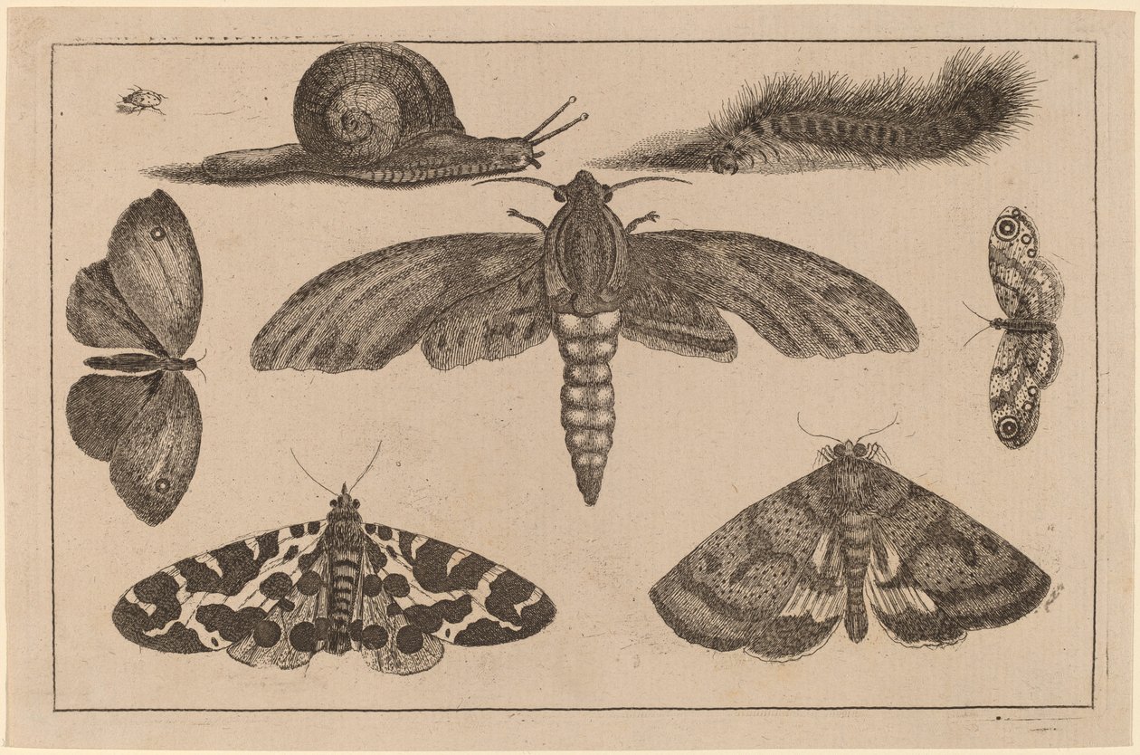 Sex insekter, en larv och en snigel av Wenceslaus Hollar