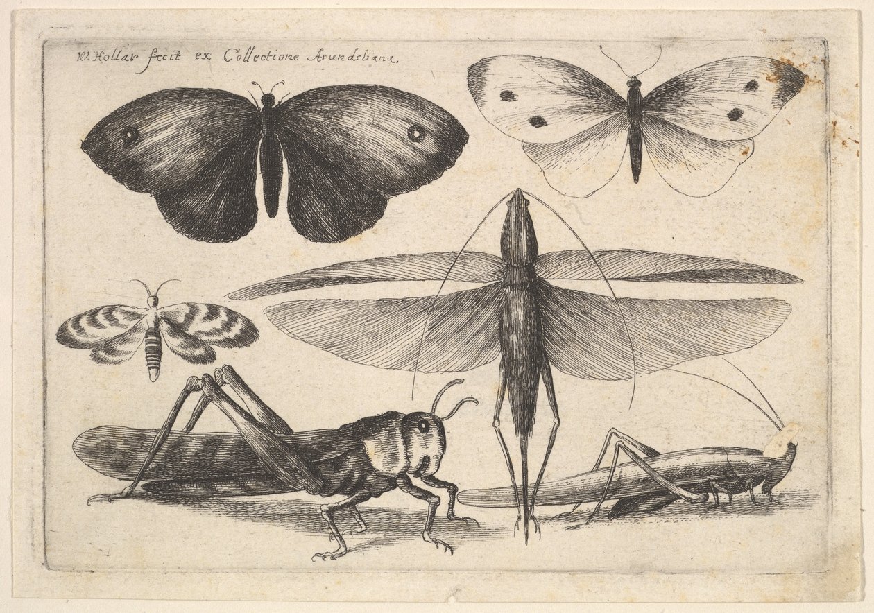 Sex insekter, 1646. av Wenceslaus Hollar
