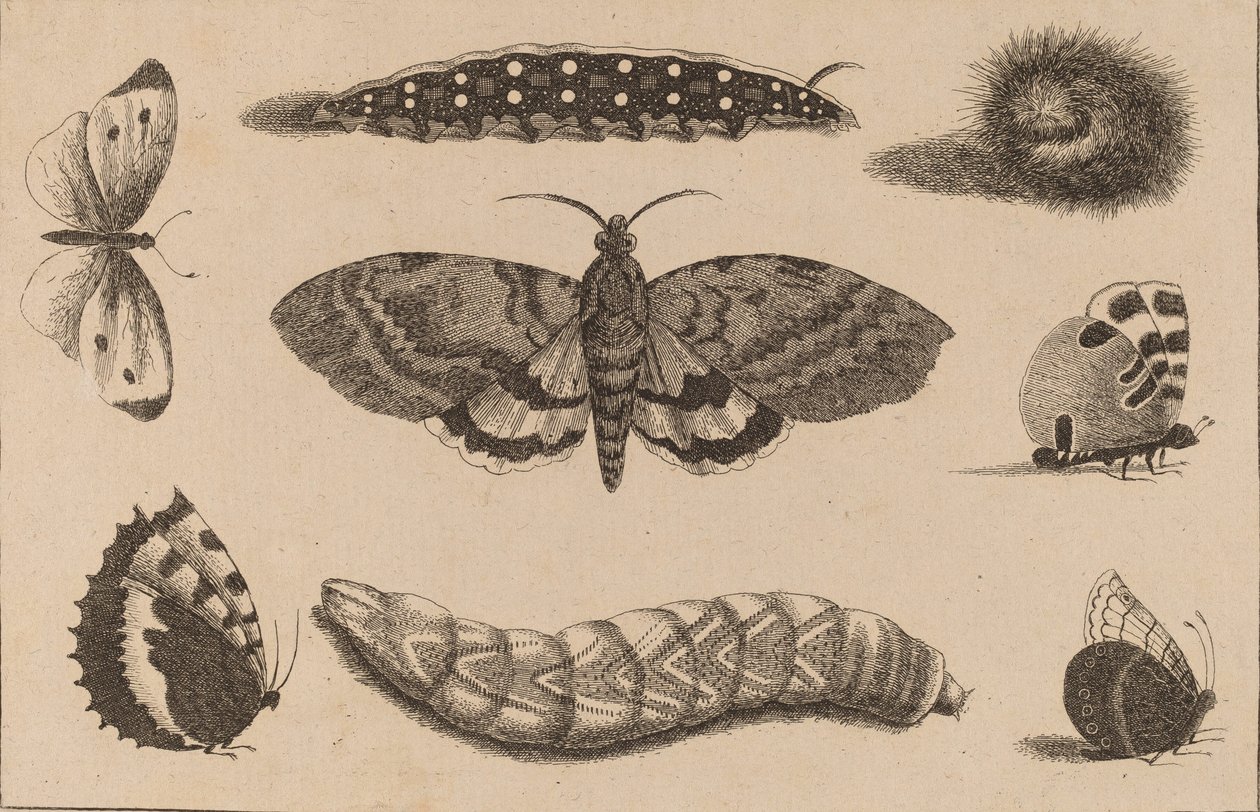 Tre larver, en mal och fyra fjärilar. av Wenceslaus Hollar