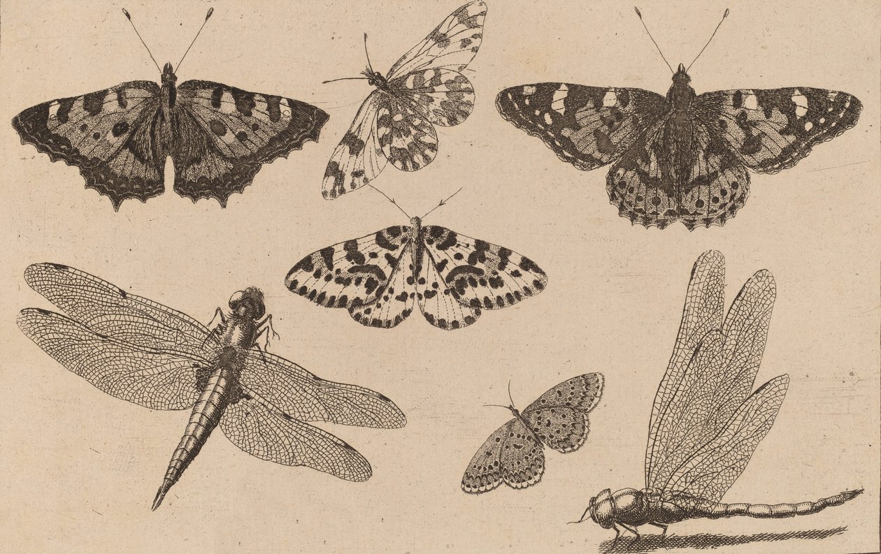 Två trollsländor och fem fjärilar. av Wenceslaus Hollar