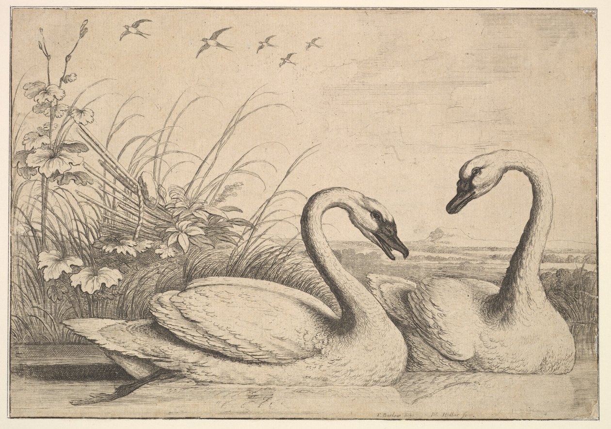 Två svanar, 1654-58. av Wenceslaus Hollar