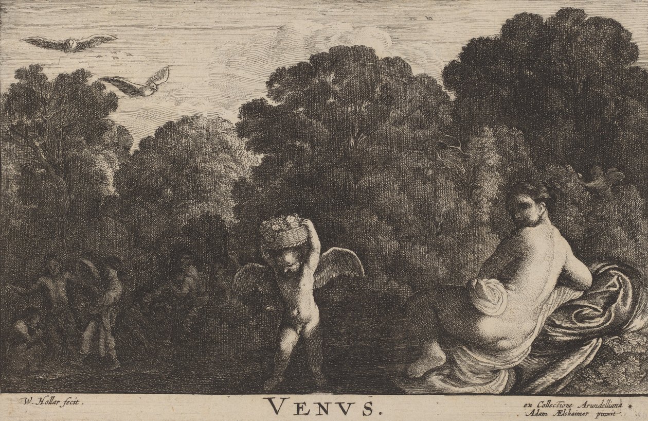 Venus. av Wenceslaus Hollar