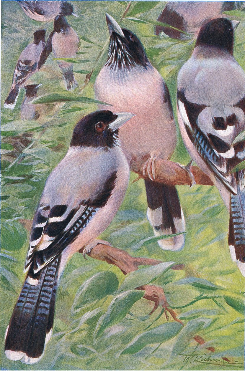 Lanceolated Jay, från Wildlife of the World publicerad av Frederick Warne & Co, ca 1900 av Wilhelm Kuhnert