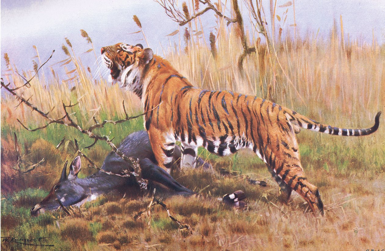 Tiger, från Wildlife of the World publicerad av Frederick Warne & Co, c.1900 av Wilhelm Kuhnert