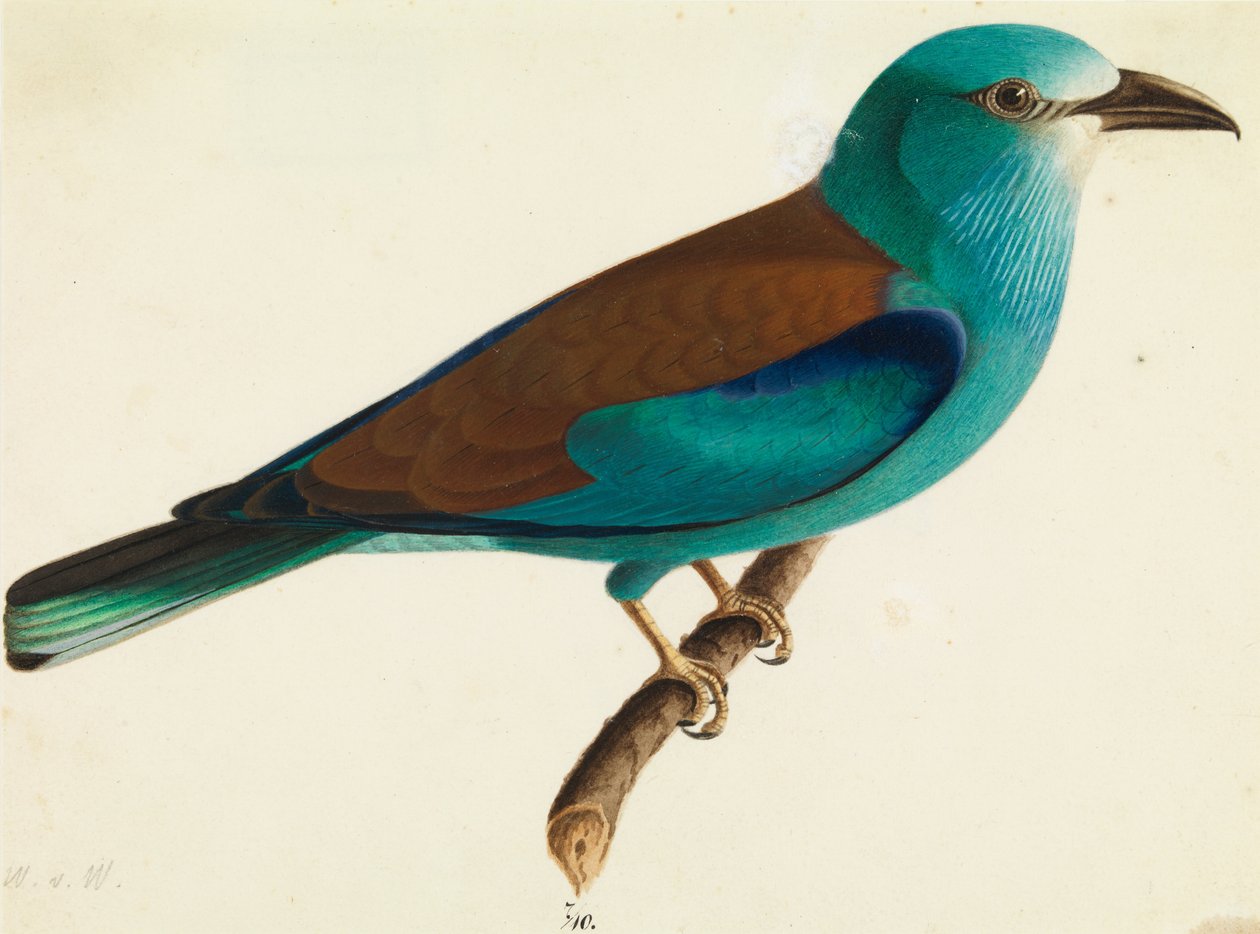 The European Roller av Wilhelm von Wright