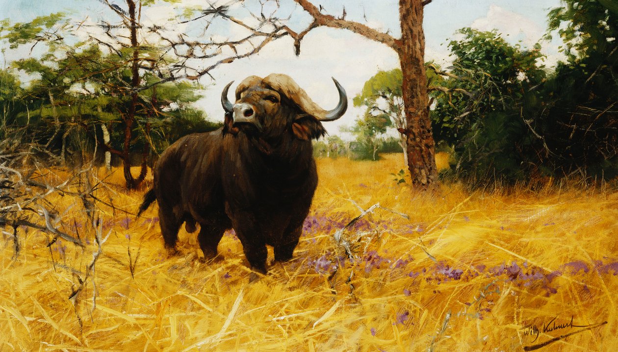 En kaffirbuffel i präriegräs, av Wilhelm Kuhnert
