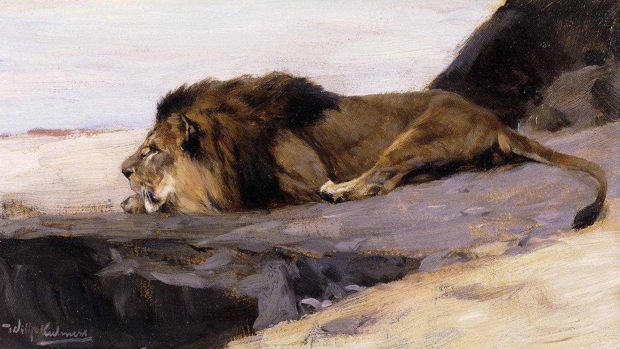 Ett vilande lejon; Ruhender Lowe, av Wilhelm Kuhnert