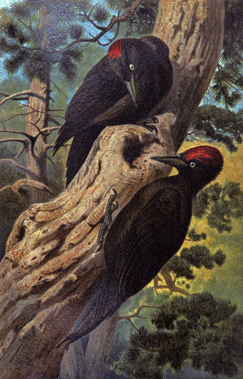 Svart hackspett, ca 1910 (illustration) av Wilhelm Kuhnert