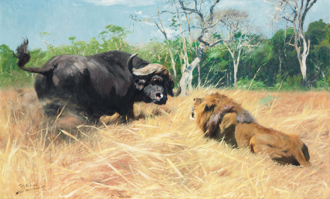 Buffel och lejon före kampen, av Wilhelm Kuhnert
