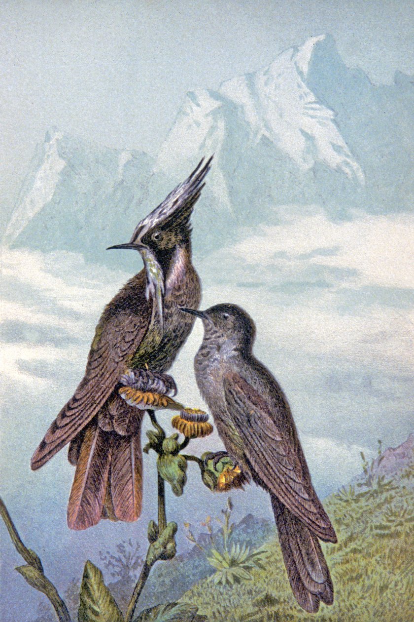 Hummingbird mask, ca 1910 (illustration) av Wilhelm Kuhnert