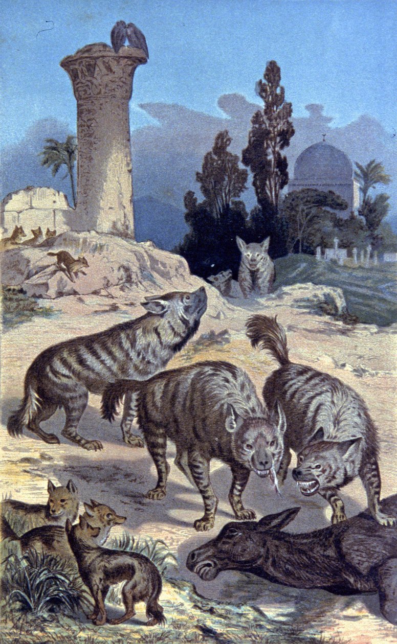 Hyena av Wilhelm Kuhnert
