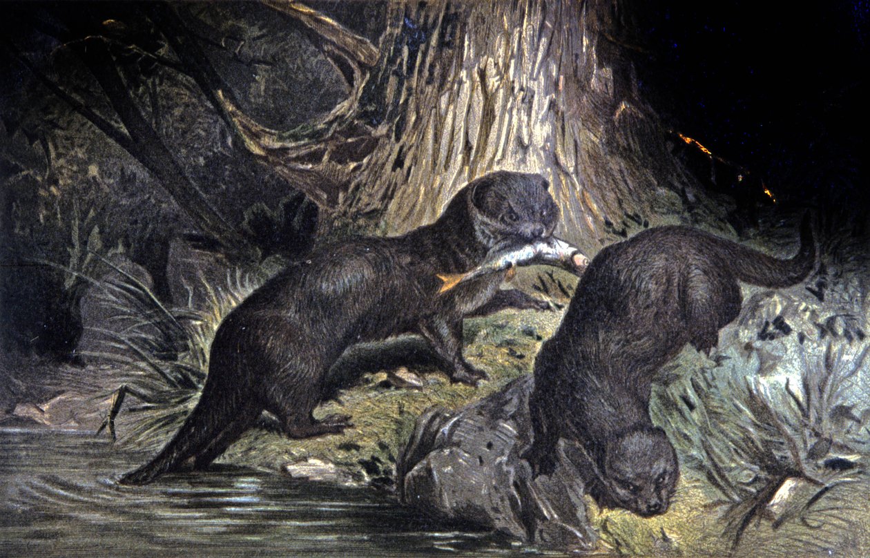 Otters av Wilhelm Kuhnert