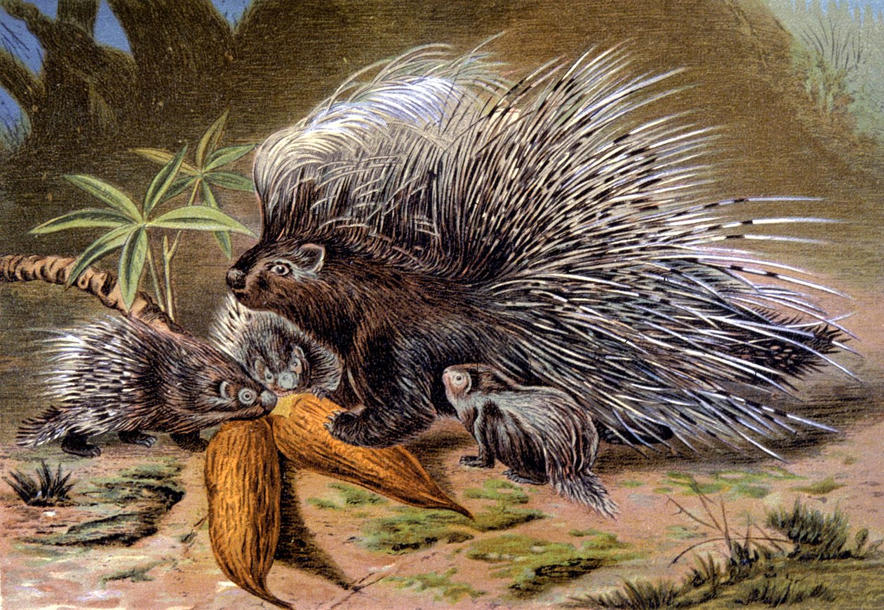Piggsvin av Wilhelm Kuhnert