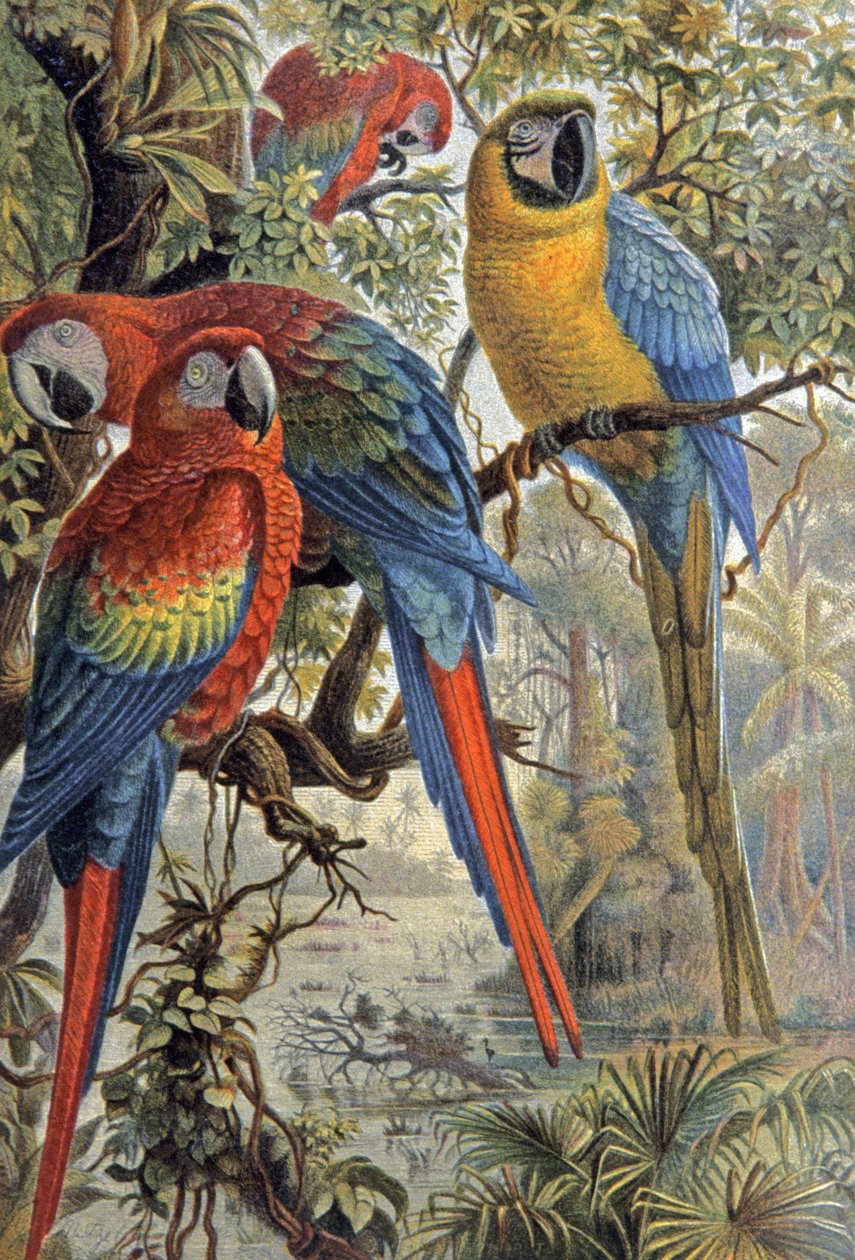 Röda papegojor, ca 1910 (illustration) av Wilhelm Kuhnert