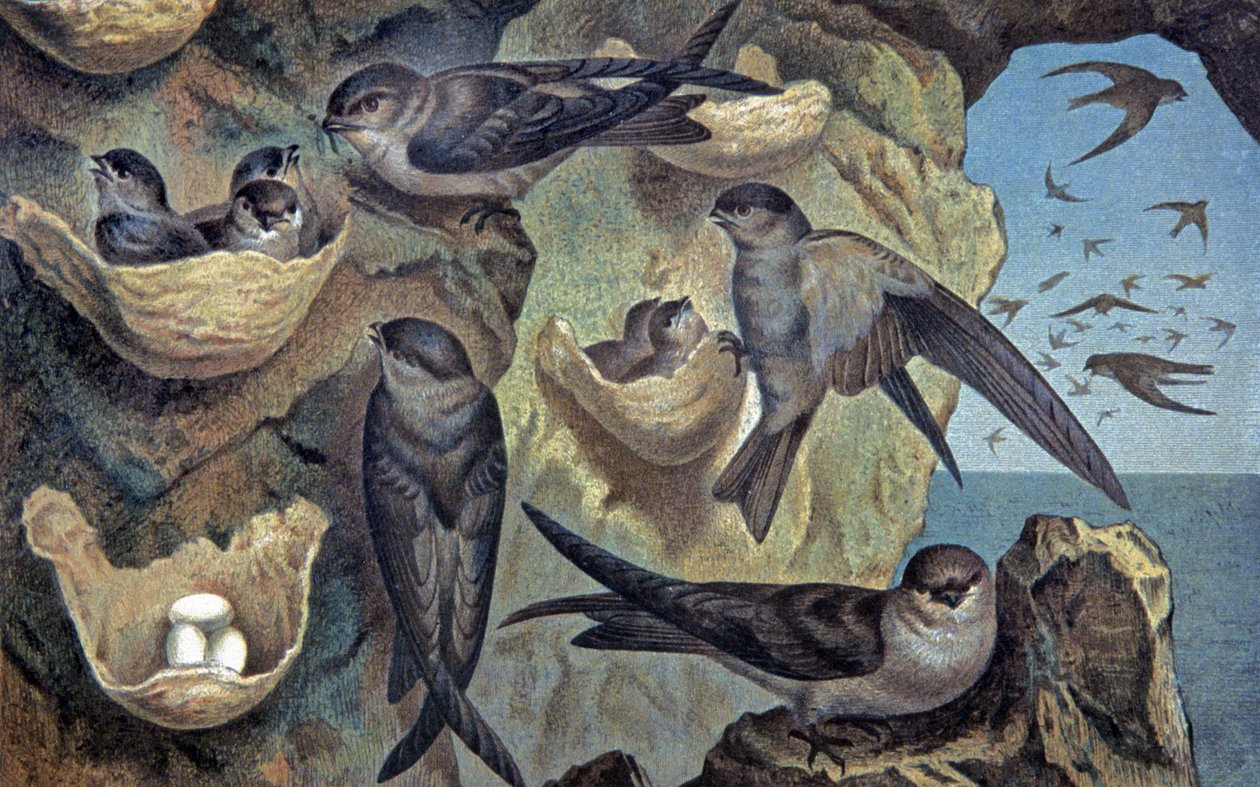 Salangana of the Mascareigne, ca 1910 (illustration) av Wilhelm Kuhnert