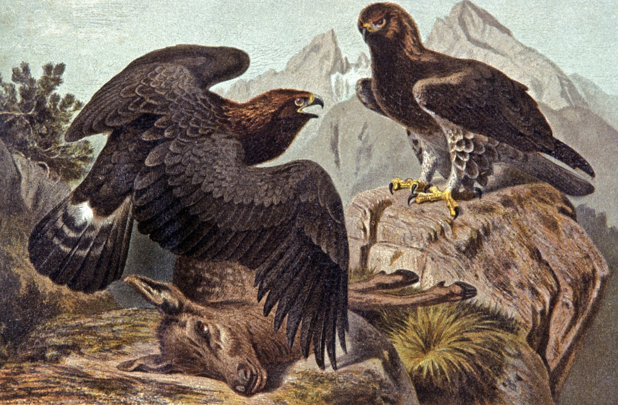 The Royal Eagle, ca 1910 (illustration) av Wilhelm Kuhnert
