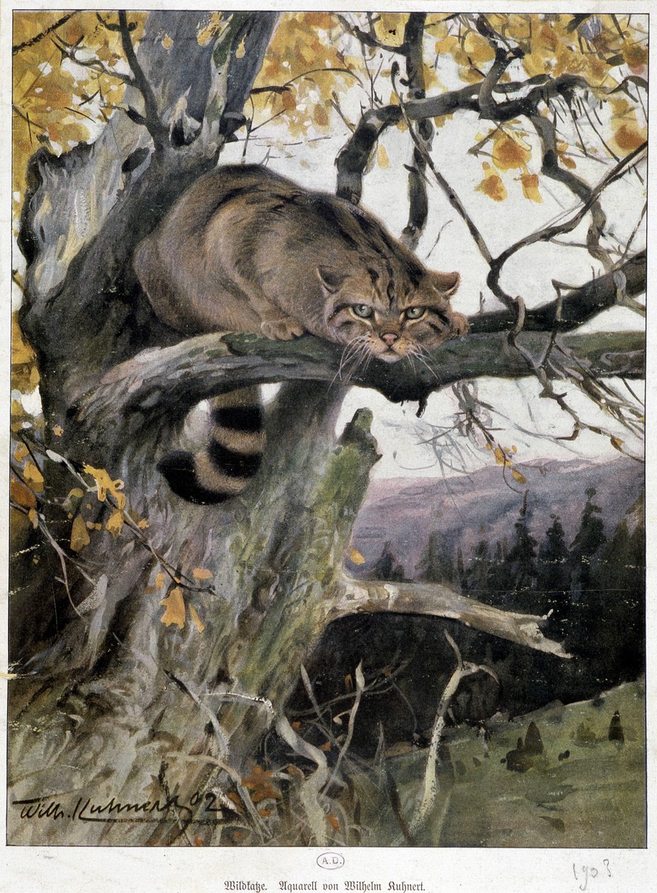 Vildkatt - Akvarell av Wilhelm Ruhnert av Wilhelm Kuhnert