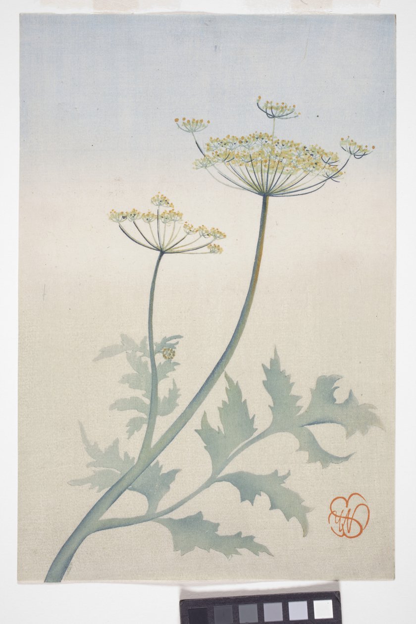 アン女王のレース、1908年頃（色木版画）スウェーデン語 av Wilhelmina Seegmiller