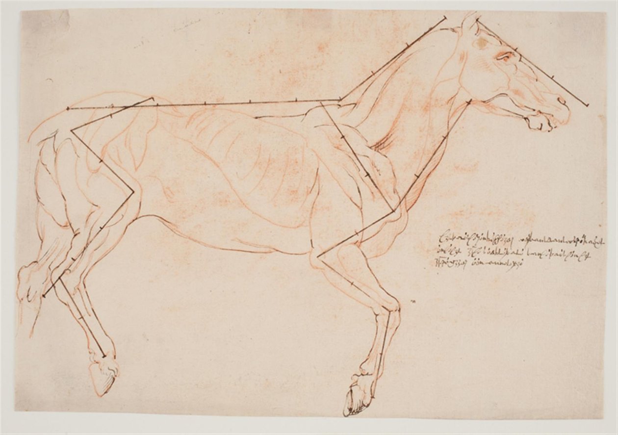 Anatomisk och proportionsstudie. En häst av Willem Panneels