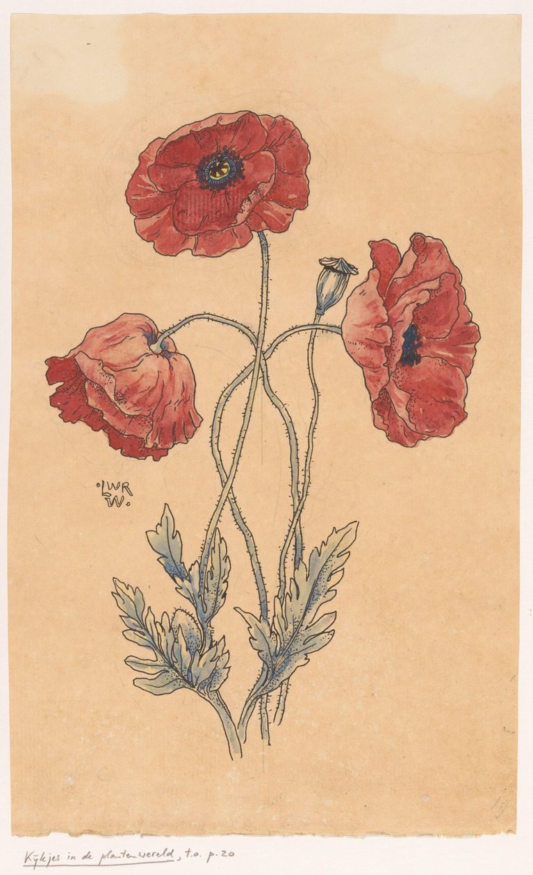 vallmo av Ludwig Willem Reymert Wenckebach