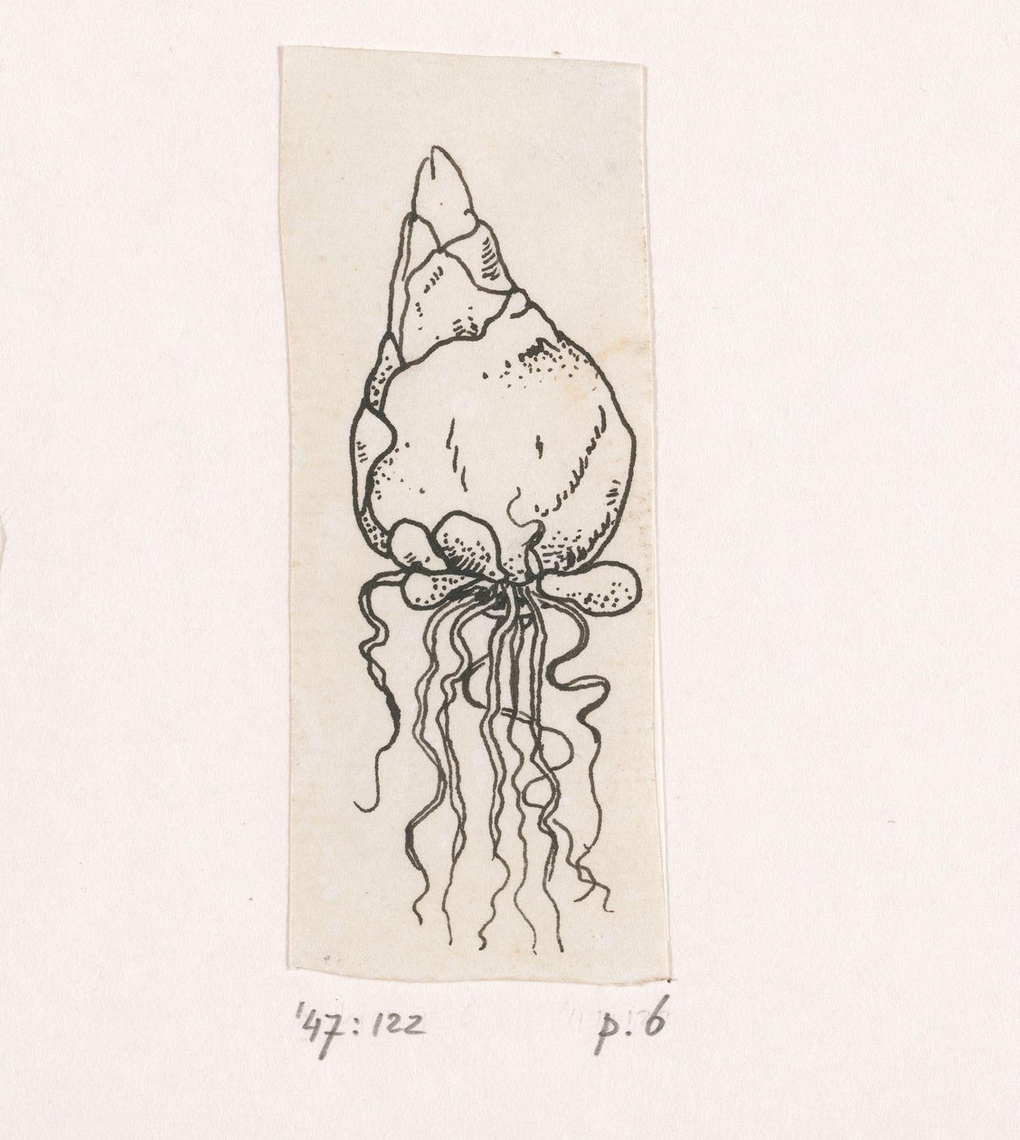 blomlök av Willem Wenckebach