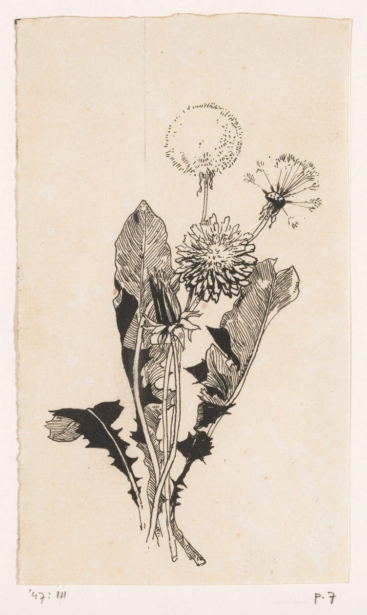 Maskros av Willem Wenckebach