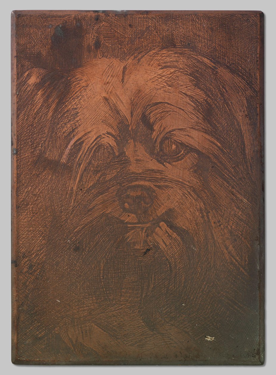 Hund Phoebus av Willem Arnoldus Witsen