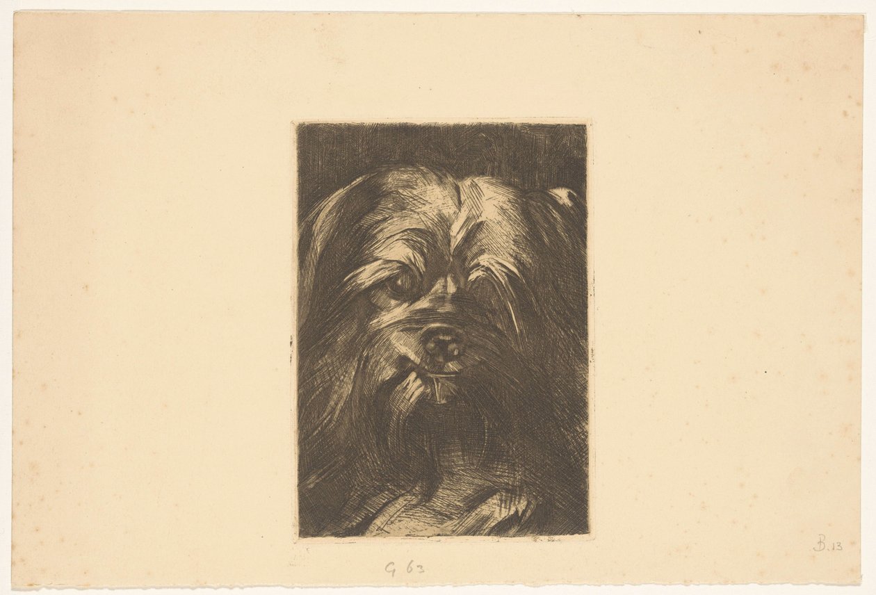 Hund Phoebus av Willem Arnoldus Witsen