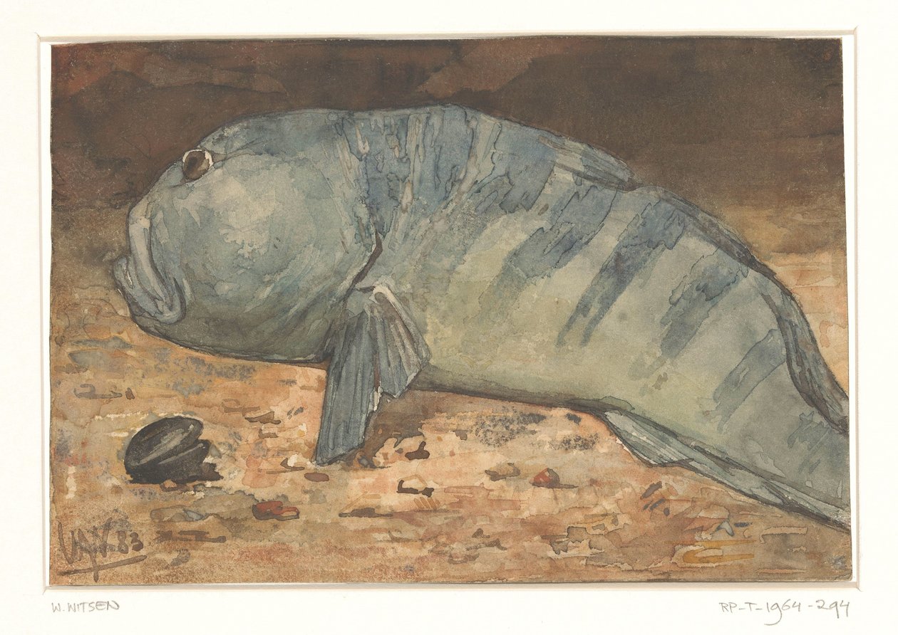 Sidovy av en fisk av Willem Arnoldus Witsen