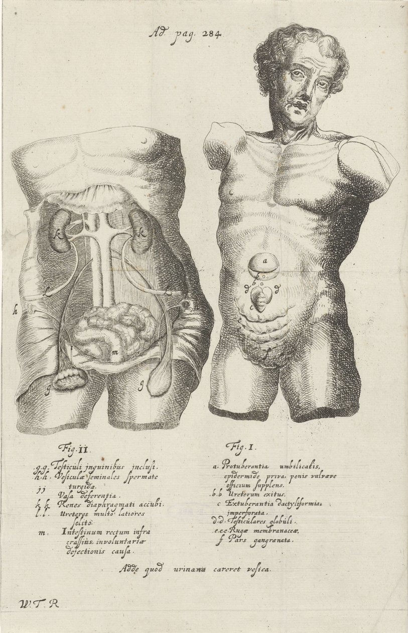 Anatomisk studie av två skrov av Willem ten Rhijne